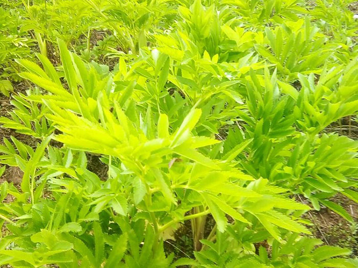 星耀生态仁福牌白芷.jpg
