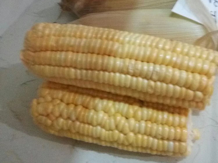 新鲜玉米.jpg
