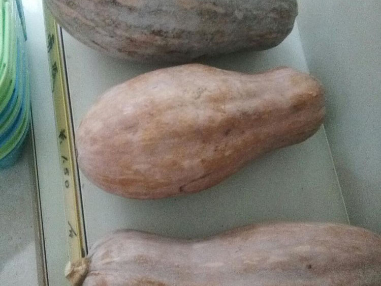 南瓜黄.jpg