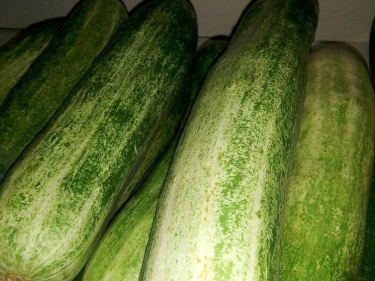 黄瓜