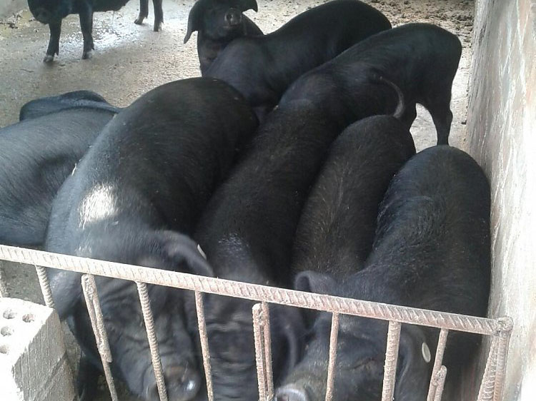 星耀生态仁福牌土猪肉.jpg